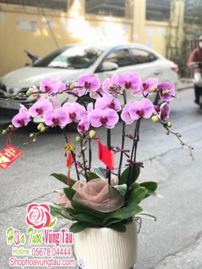 Hoa Lan 55