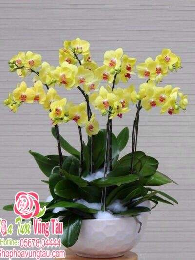 Hoa Lan 56