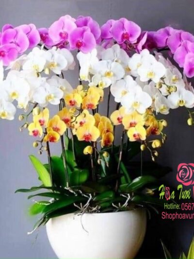 Hoa Lan 57