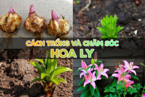 cách trồng hoa ly