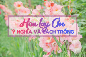 ý nghĩa và cách trồng hoa lay ơn