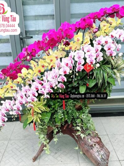 hoa-lan-hoa-diep-vung-tau-hoa-lan