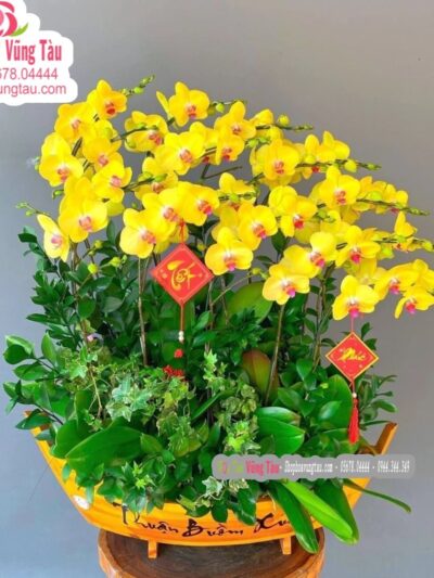 hoa-lan-hoa-diep-vung-tau-hoa-lan-03