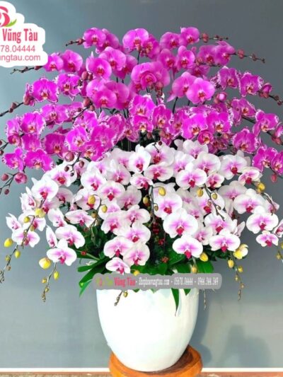 hoa-lan-hoa-diep-vung-tau-hoa-lan-04