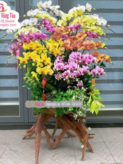 hoa-lan-hoa-diep-vung-tau-hoa-lan-05