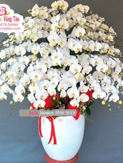 hoa-lan-hoa-diep-vung-tau-hoa-lan-06