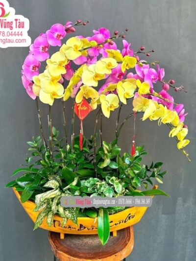 hoa-lan-hoa-diep-vung-tau-hoa-lan-08