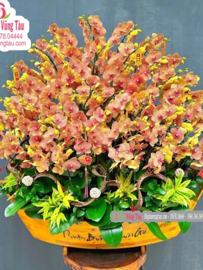 hoa-lan-hoa-diep-vung-tau-hoa-lan-09