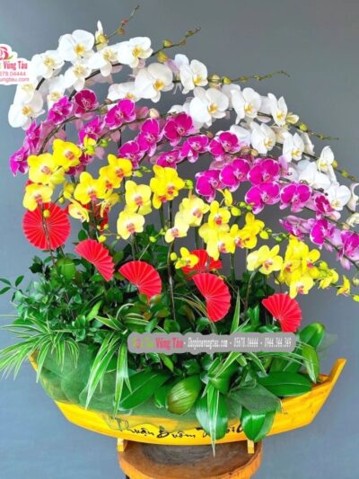 hoa-lan-hoa-diep-vung-tau-hoa-lan-10