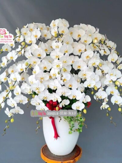 hoa-lan-hoa-diep-vung-tau-hoa-lan-11