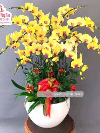 hoa-lan-hoa-diep-vung-tau-hoa-lan-12