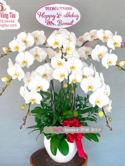 hoa lan hồ điệp trắng 8 cây