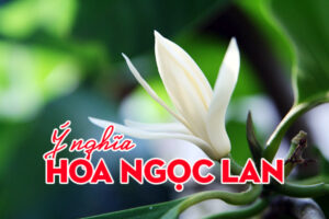 ý nghĩa hoa ngọc lan